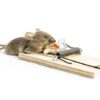 Dead house mouse in a mousetrap isolated on white background.