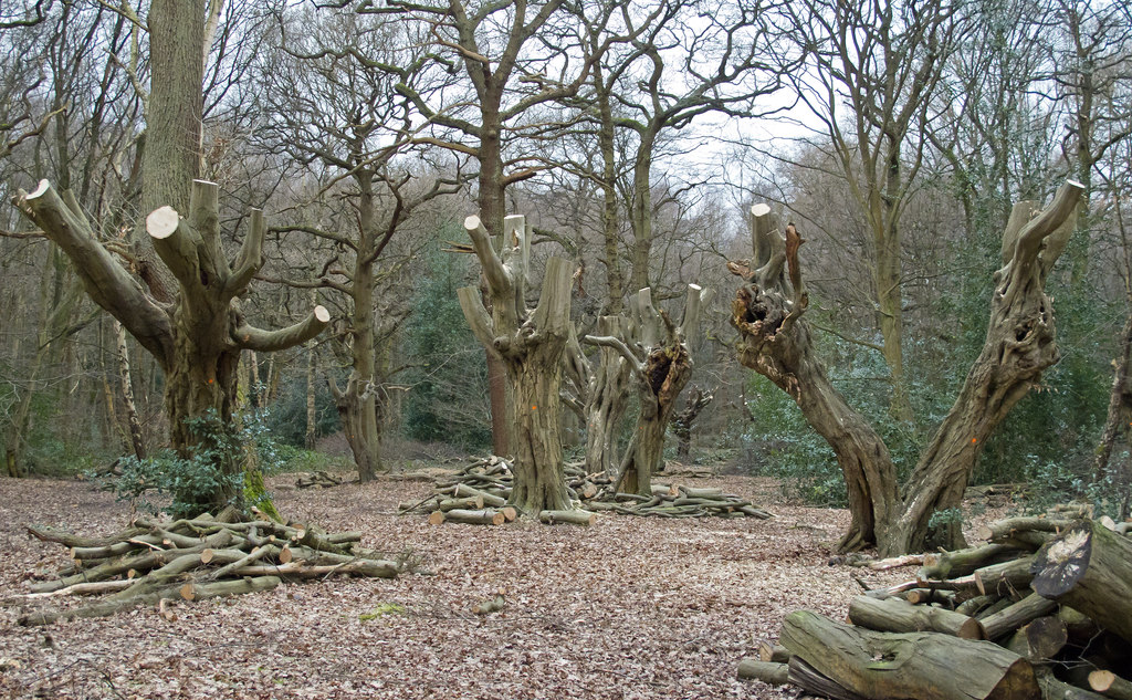 pollarding tree