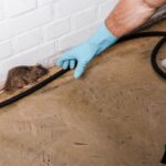 How to Spot a Rodent Problem and What to Do in That Event