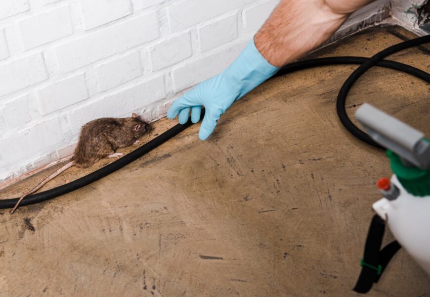 How to Spot a Rodent Problem and What to Do in That Event