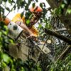 tree-lopping