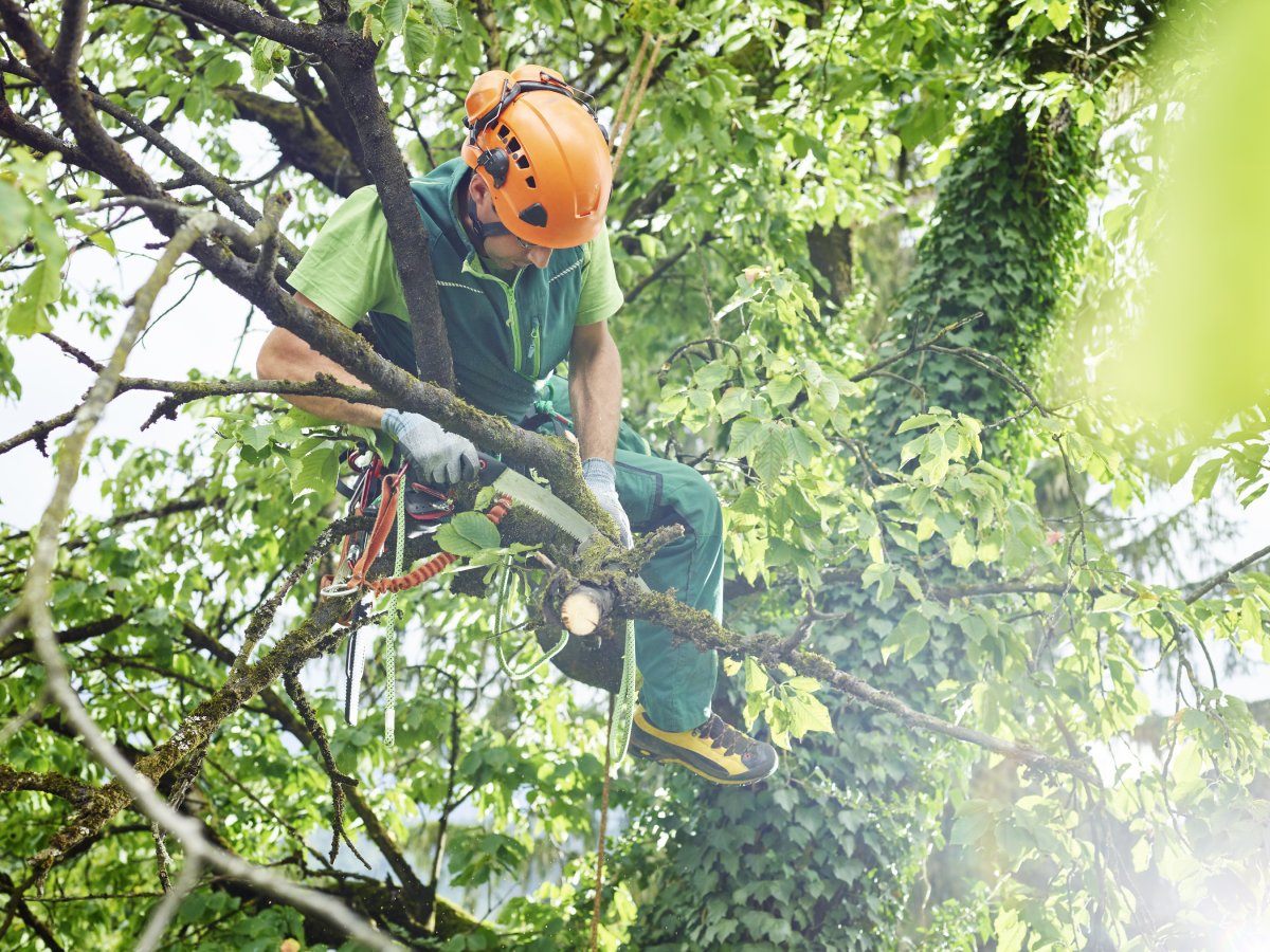 What is coppicing