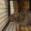 A rat confined in an iron cage, depicting a trapped scenario.