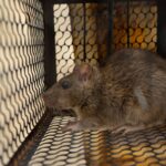A rat confined in an iron cage, depicting a trapped scenario.
