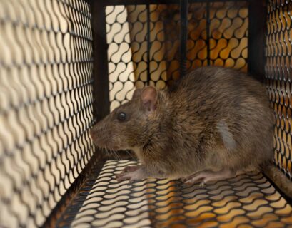 A rat confined in an iron cage, depicting a trapped scenario.