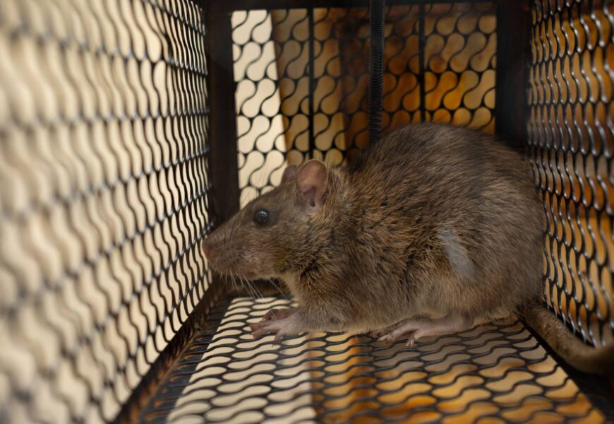 A rat confined in an iron cage, depicting a trapped scenario.